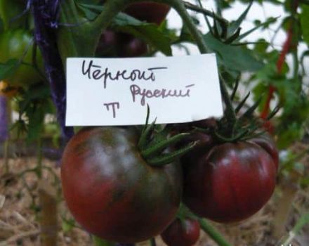 Beskrivning av den svarta ryska tomatsorten, avkastning och odling