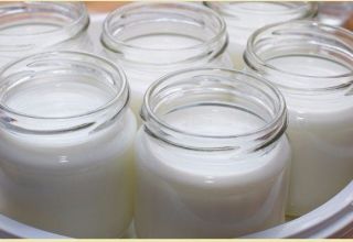 Varför komjölk inte blir sur i yoghurt, skäl och vad man ska göra