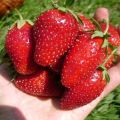 Descrierea și caracteristicile soiului de căpșuni Vityaz, nuanțele de creștere