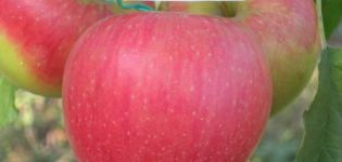 „Apple Pinova“ veislės aprašymas ir savybės, auginimas skirtinguose regionuose