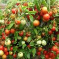 Opis odrody paradajok Alenka a jej vlastnosti