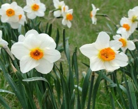 Περιγραφή των ποικιλιών daffodil Abba, κανόνες φύτευσης και φροντίδας