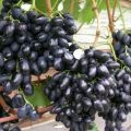 Descripción e historia de la creación de uvas de la variedad Nadezhda Azos, características de cuidado y plantación.