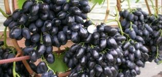 Penerangan dan sejarah penciptaan varieti anggur Nadezhda Azos, ciri penjagaan dan penanaman