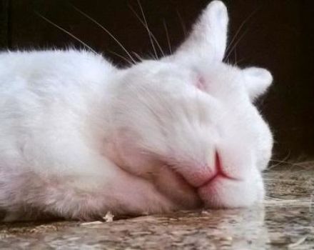 Ako a koľko králikov má spať, znaky odpočinku a možné problémy