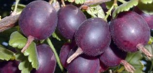 Descrizione e caratteristiche della varietà di uva spina di Komandor, semina e cura
