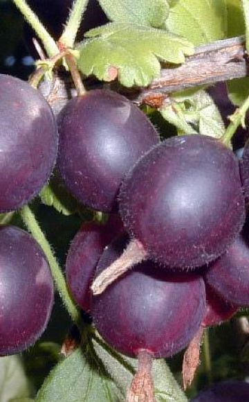 Penerangan dan ciri-ciri varieti, penanaman dan pemeliharaan gooseberry Komandor