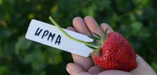 Descrierea și caracteristicile soiului, cultivării și reproducerii căpșunilor Irma
