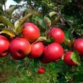 Beskrivning och egenskaper för äpplesorten Höstglädje, odling och avkastning