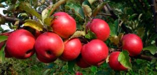Beskrivning och egenskaper för äpplesorten Höstglädje, odling och avkastning