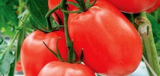 Charakteristiky a opis odrody paradajok Benito