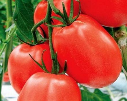 Características y descripción de la variedad de tomate Benito