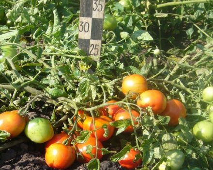 Opis odrody paradajok s veľmi skorým dozrievaním Filippok a vlastnosti starostlivosti
