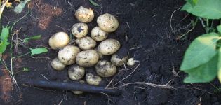 Descrizione della varietà di patate Santa, sue caratteristiche e coltivazione