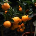 Cómo pellizcar correctamente un árbol de mandarina en casa