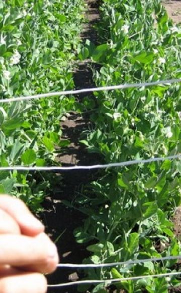 How to tie up peas in the open field, schemes and methods of fastening