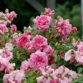 Popis odrůd standardních růží, výsadby a péče o otevřené pole