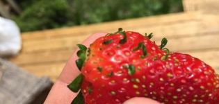 Wie man Erdbeersamen aus Beeren bekommt, Regeln für das Sammeln zu Hause