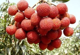 Descrierea și caracteristicile soiurilor de prune chinezesc și caracteristicile de alegere pentru regiuni