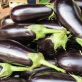 Beskrivning av sorten Almaz aubergine, funktioner för odling och vård