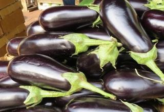 Beskrivning av sorten Almaz aubergine, funktioner för odling och vård