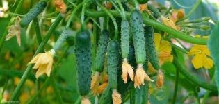 Descrizione della varietà di cetrioli Orecchini con smeraldi, sua coltivazione e cura
