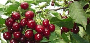 Vyšnių veislės „Ovstuzhenka“ aprašymas, uogų auginimas ir priežiūra, uogų rinkimas ir laikymas