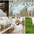 Description et caractéristiques des chèvres mégéliennes, conditions de leur élevage
