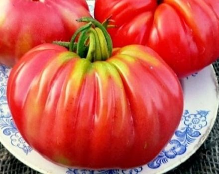 Beschrijving van de variëteit van tomaten Rosamarin-pond, kenmerken van teelt en productiviteit