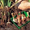 Kada iskopati lukovice gladiola, uvjete i pravila skladištenja, pripremu za zimu