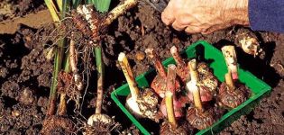When to dig up gladioli bulbs, terms and rules of storage, preparation for winter