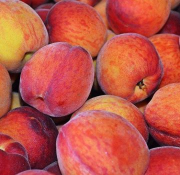 Beskrivning och egenskaper för sorter och persiketyper, urvalsregler för regioner