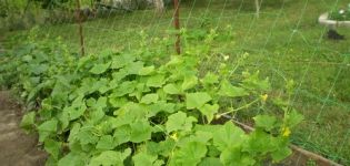 How to tie up cucumbers in the open field in the best ways
