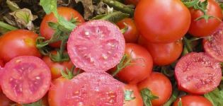 Beskrivning av Uno Rosso-tomatsorten, dess egenskaper och utbyte