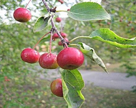 Beskrivning och egenskaper, odlingsfunktioner och regioner för äpplesorter En present till trädgårdsmästare