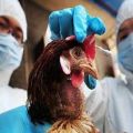 Symptomen van pest bij kippen en waarom de ziekte gevaarlijk is, behandelings- en preventiemethoden