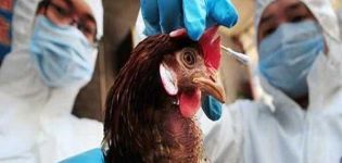 Symtom på pest hos kycklingar och varför sjukdomen är farlig, metoder för behandling och förebyggande