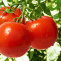 Egenskaper och beskrivning av tomatsorten Riddle, dess utbyte