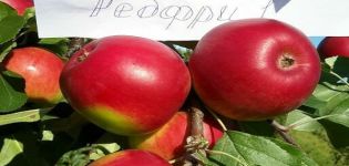 „Red Free“ obuolių veislės aprašymas, pranašumai ir trūkumai, palankūs auginimo regionai