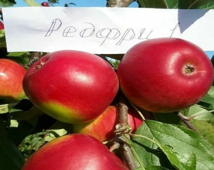 Popis odrůdy jablek červené, výhody a nevýhody, příznivé oblasti pro pěstování