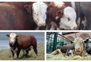 Typen en kleuren van koeien in Rusland en de wereld, hoe vee eruit ziet, kenmerken van rassen