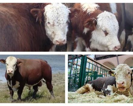 Tipus i colors de les vaques a Rússia i al món, com sembla el bestiar, característiques de les races