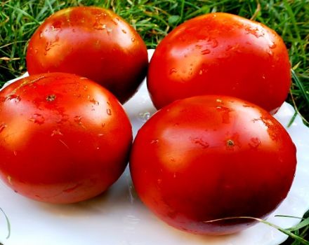 Egenskaper och beskrivning av tomatsorten Paul Robson