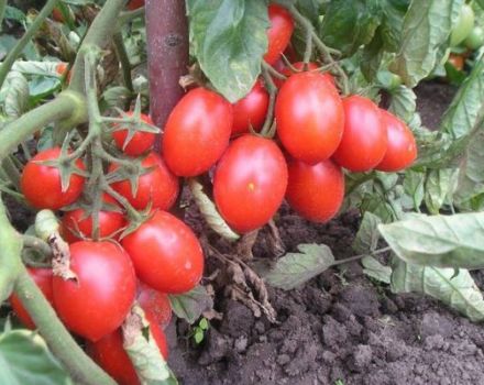 Beskrivning av tomatsorten Hedgehog, dess utbyte och odling