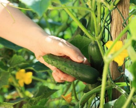 Prečo sú uhorky horké v skleníku a na záhrade a čo robiť
