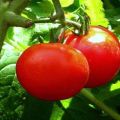 Characteristics and description of the tomato variety Bullfinch, its yield