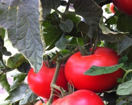 Beskrivning av tomatsorten Barin, funktioner för odling och avkastning