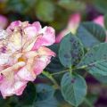 Hoe zwarte vlek op rozen te behandelen, effectieve behandelingen