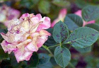 Hur man behandlar svart fläck på rosor, effektiva behandlingar