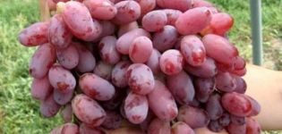 Descripción y características de la variedad de uva Kishmish Radiant, sus pros y contras
